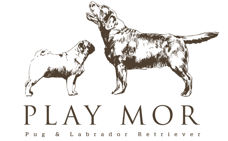 Play Mor - Pug & Labrador Retriever