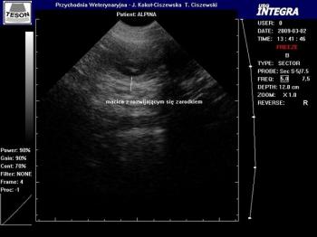 Pierwsze zdjęcie USG szczeniąt zrobione 2 marca 2009!!! Na zdjęciu USG poniżej 30 dzień ciąży maluchy mają 18 mm!!