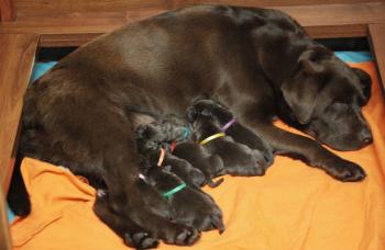 First pictures of the puppies taken in the first day of thei life.