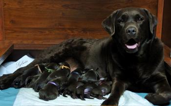 12 pups with the proud mummy