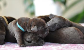 7 days old puppies