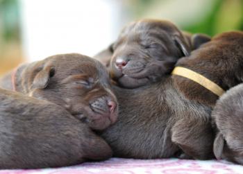 7 days old puppies