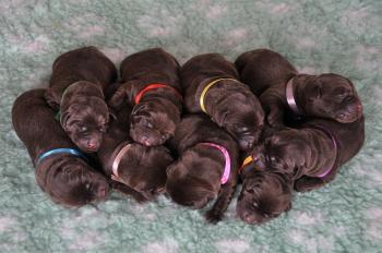 Puppy pictures - 2 days old