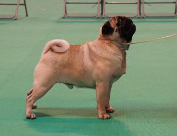 Valentino at Crufts 2017 - placed 2nd